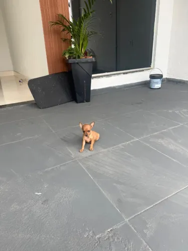 Pinscher fêmea zero