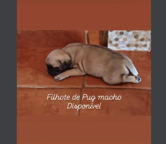 Filhote de pug macho disponível
