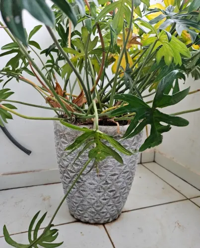 Vasos com plantas
