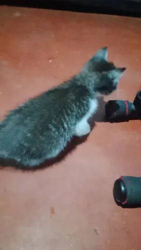 Gatos filhotes para doação 