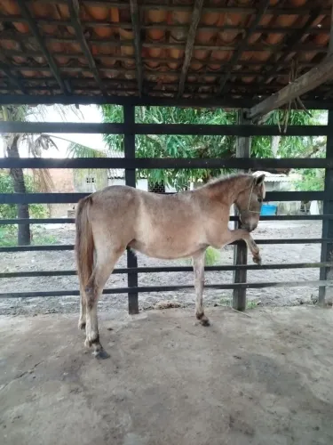 Vendo pordo com 11 meses de nascido