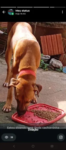 Estou doando uma cachorrinha 