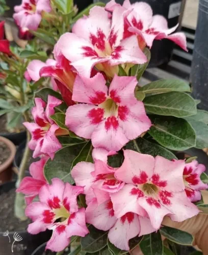 Rosa do deserto florífica 