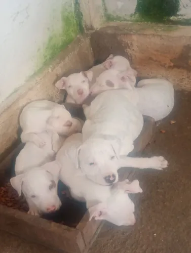 Filhotes de Pit bull