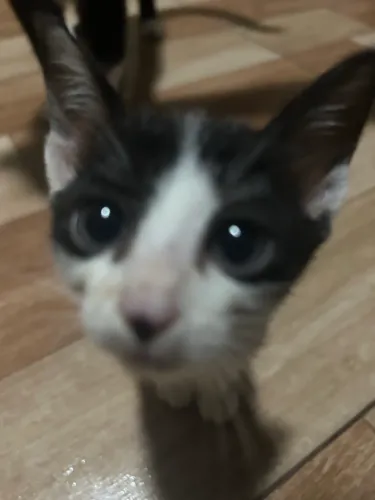 Gata fêmea para adoção 