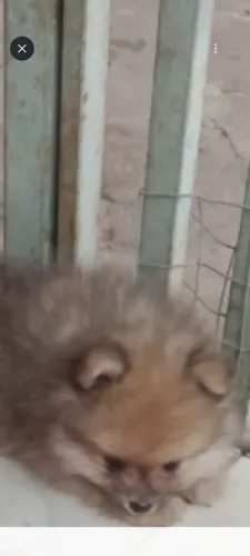 Vende-se filhotes de Lulu.da Pomerânia