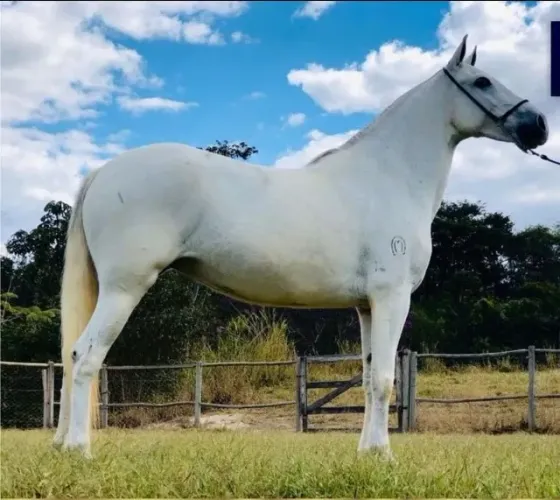 Égua Mangalarga Marchador - Registrada - Campeã