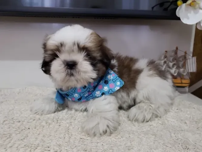 Machos de Shihtzu, o mais barato da OLX, Apenas 999,00