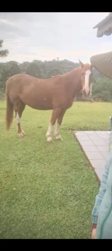 Cavalo Macho Muito manso