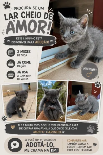 Gato para adoção 