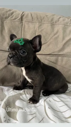 Bulldog Francês 