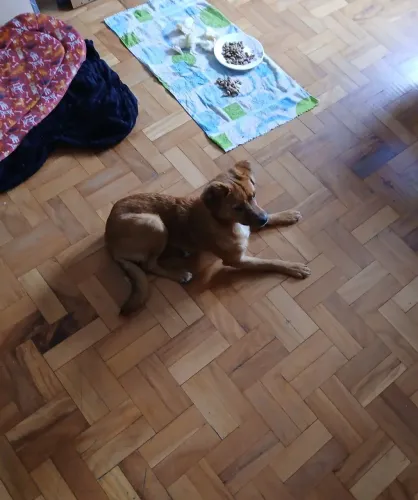 Esse cão está para adoção. 