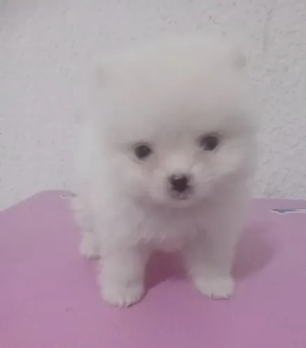 Lulu da pomerania / Spitz alemão