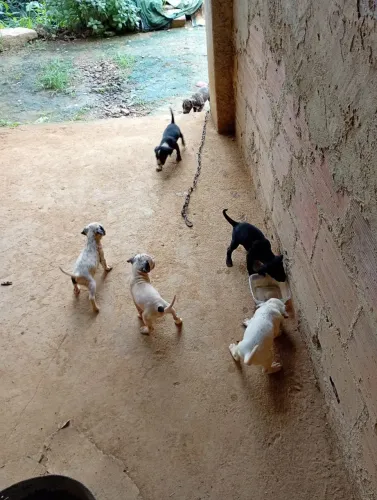 Cachorros pra doação