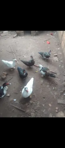 Patos adolescentes 