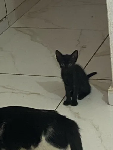 Gatinhos para doação