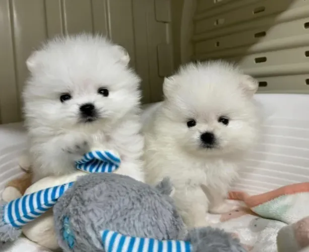 Cachorro Lulu da Pomerania presente ideal para casal romântico