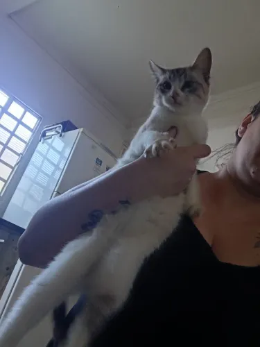 Doa-se gatinhos