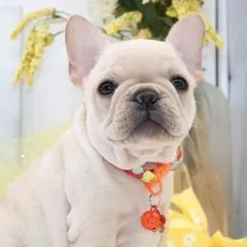 Bulldog Francês,Bulldog Francês Filhote Saudável Excelente Companhia