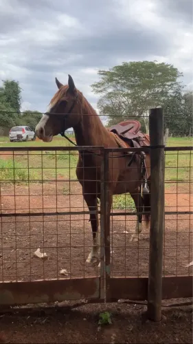 Cavalo