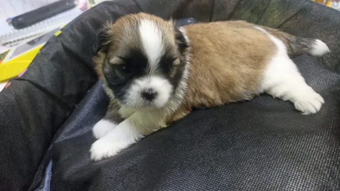 Filhotes de Shi tzu