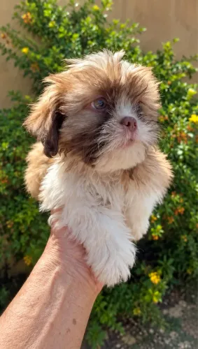 Shih tzu mini macho c vacina 700,00