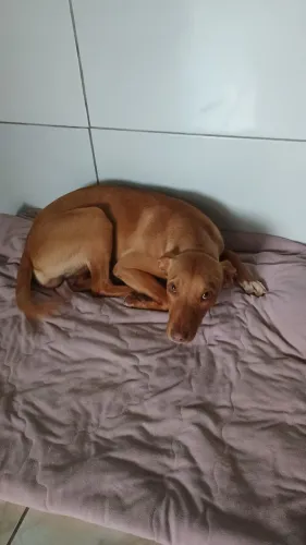 Doação de cachorrinha