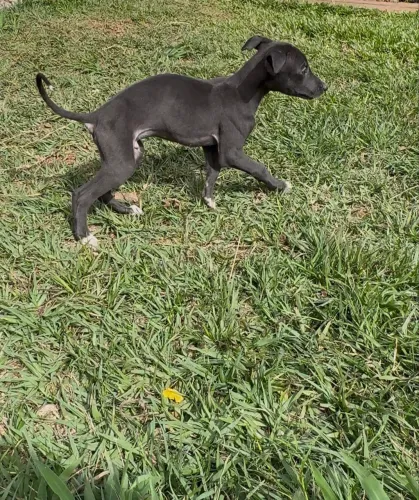 Galgo