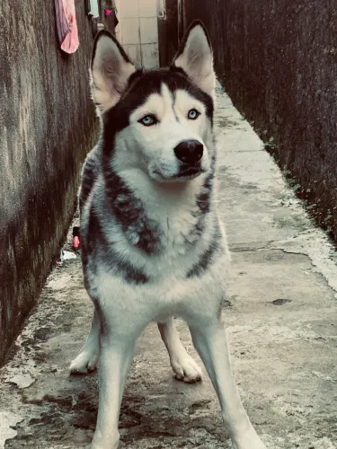 HUSKY MACHO PRA CRUZAR