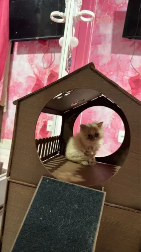 Gato macho raça persa