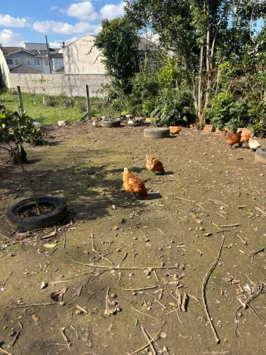 Galinha com 3 anos 35 reais