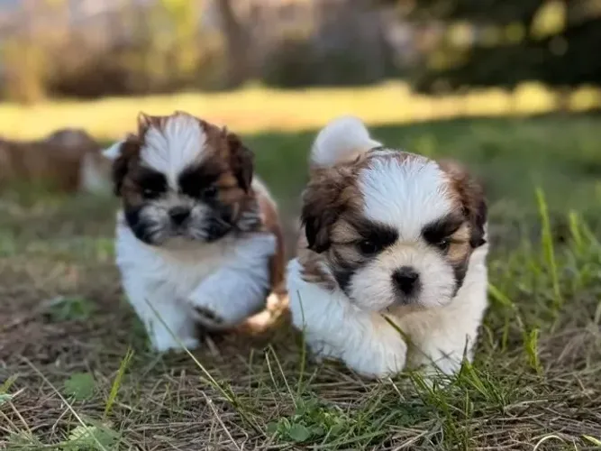 Shih tzu filhote fofo