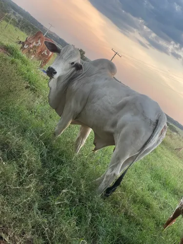 Vende-se Boi Nelore Po