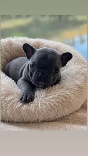 Filhote Bulldog francês fêmea