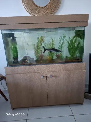 Aquário Decorativo Completo