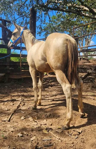 Potro Paint Horse