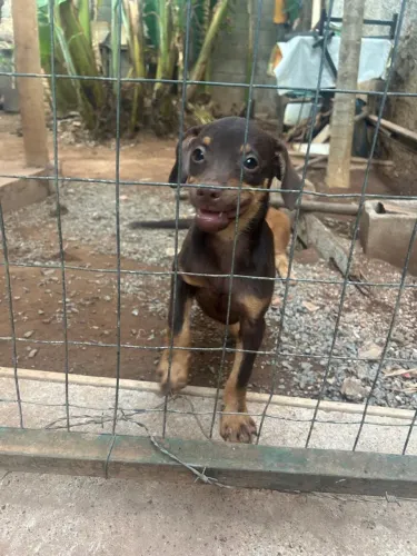 Cachorro macho 3 meses
