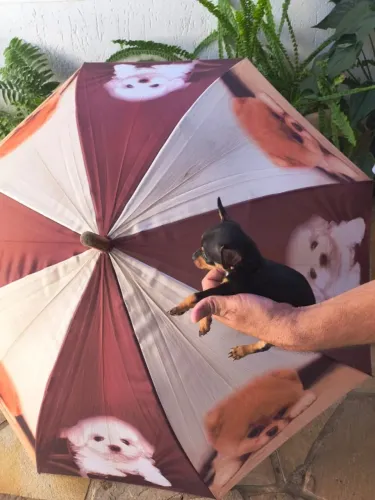 Pinscher mini filhote pequeno e dócil