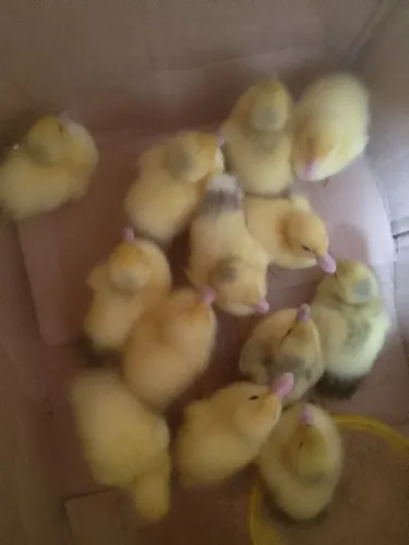 Filhotes patos gamelao