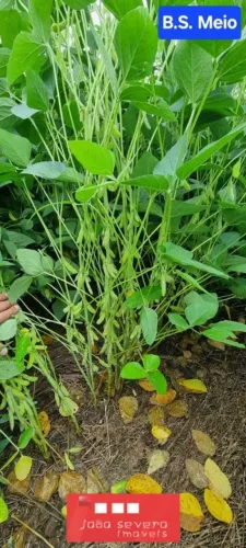 Fazenda para Venda em Alto Boa Vista