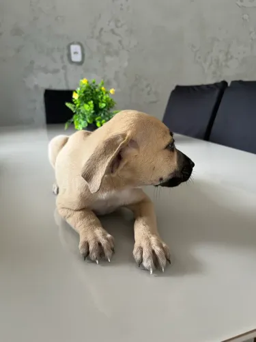 Cachorrinho lindo 