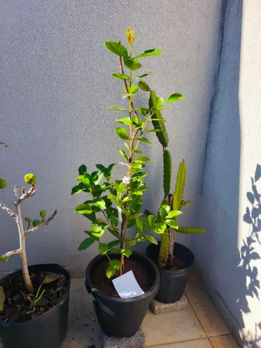 Muda de Araçá altura 95cm