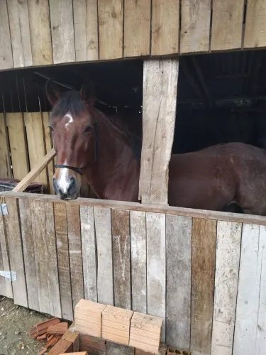 Vendo cavalo d laço 