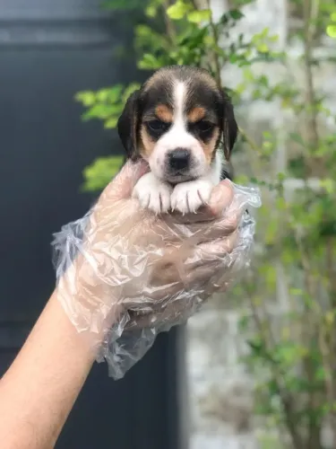 Seu Beagle Chega com Cuidado e Garantia