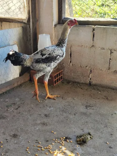 3 frangos mestiços de índio gigante 