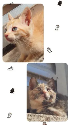 FILHOTES PRA ADOÇÃO