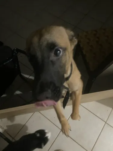 doa-se cachorro macho filhote