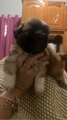 Cachorro 