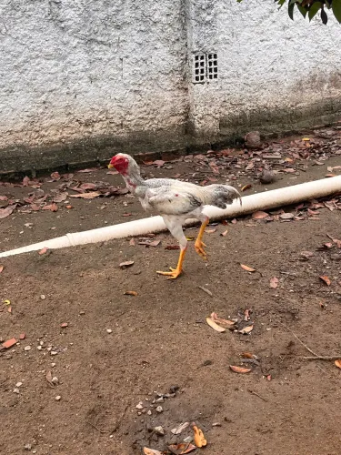 Galinhas e galos, gsb e capoeira