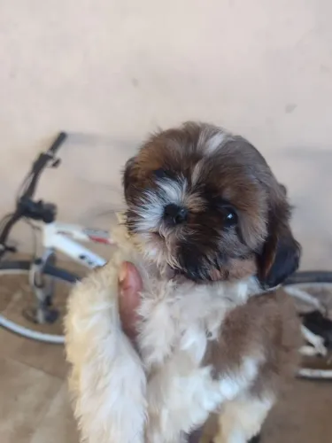 Lindo filhote shih Tzu macho puro
